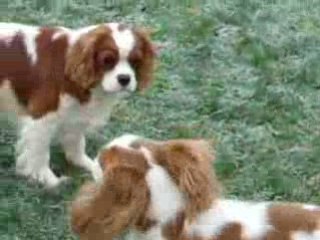 danae cavaliers king 10 mois