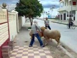 Combat de mouton dans les rues de tunisie , un delire !!!!