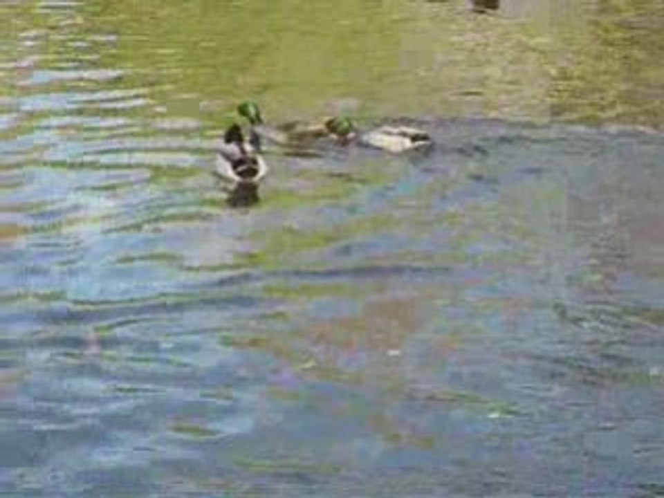 Je kiffe les canards
