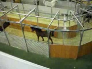 salon du cheval paris