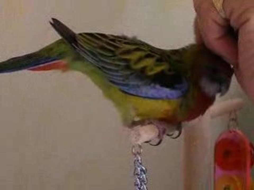 Gratouilles à Angel