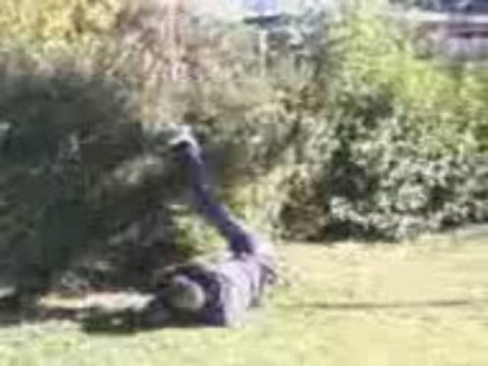 la batman academie le heros