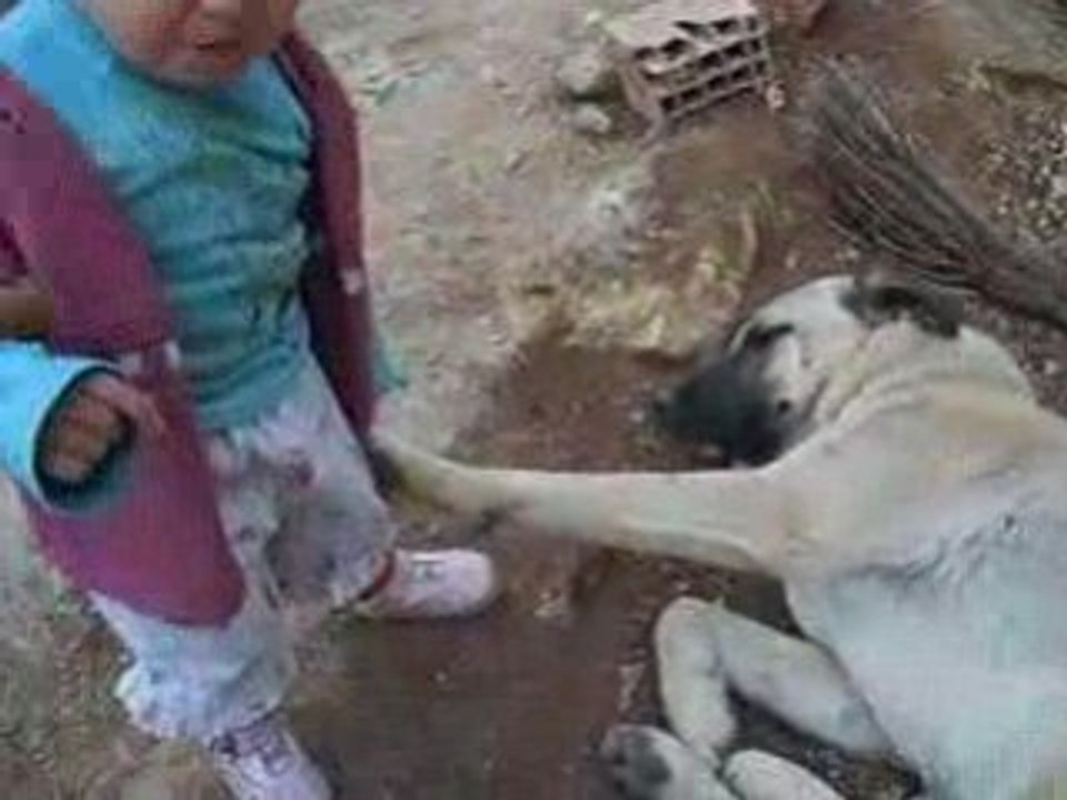 Dila vs kopek