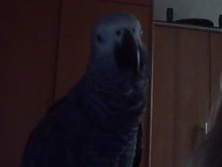 Miko siffle les 7nains