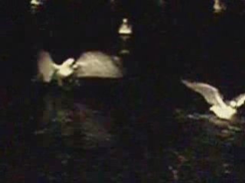 NUIT MAGIQUE @