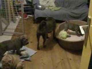 Carbone & ses bébés