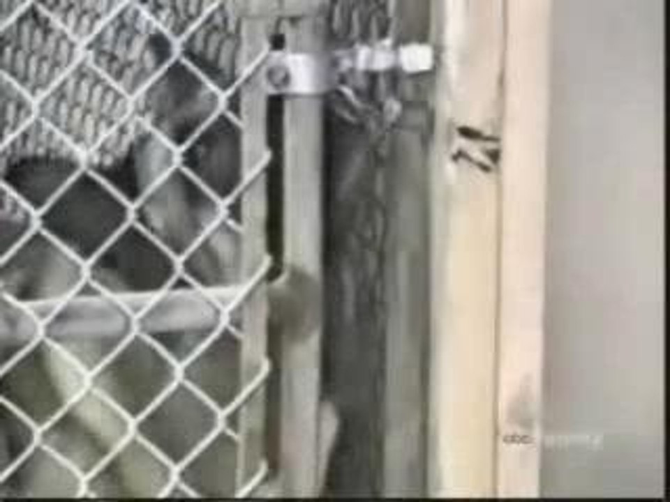 chiens evasion