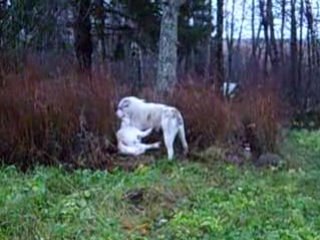 Борьба за первенство