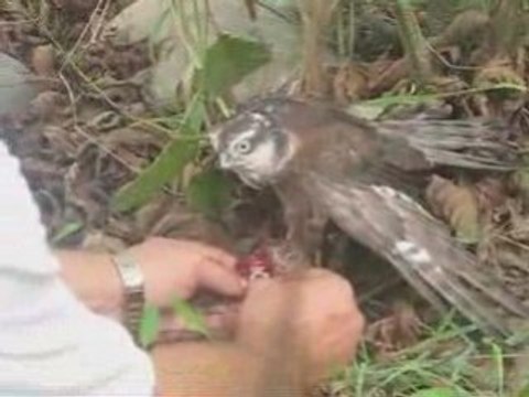 Atmaca yemeğini yerker - atmaca beslemesi