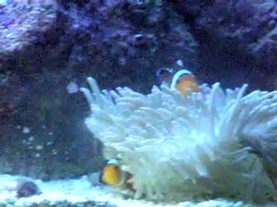 acuario arrecife -josem5