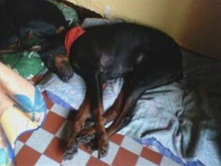 Papy MURPHY 11 ans à adopter et  Alvann