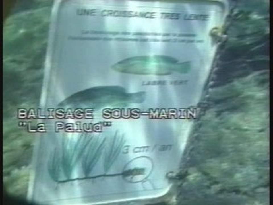 Port cros Apnee 1998 (ok)