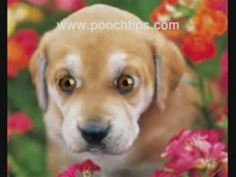 potty training puppies