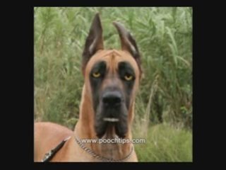 shih tzu puppy training