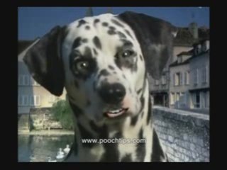 dog leash training walk