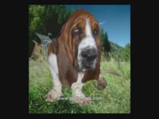 golden retriever puppy training