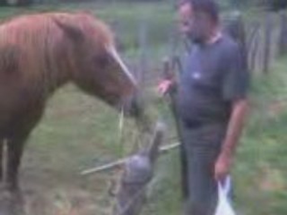 un cheval contrariant