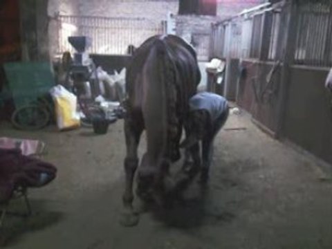 ma crevette a la révérance