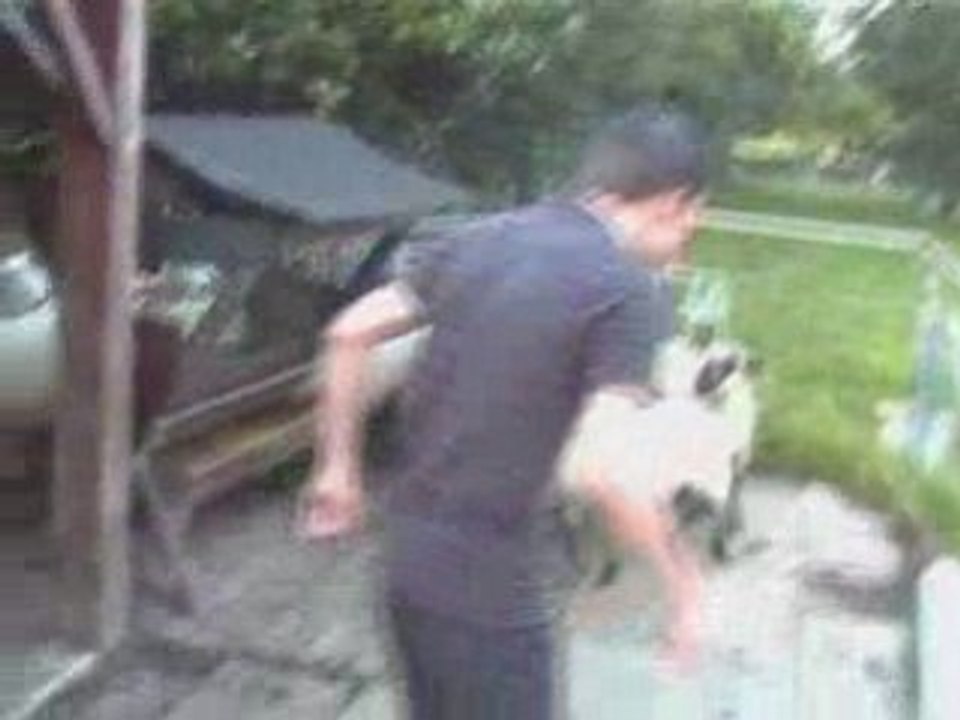 Schapen Vangen
