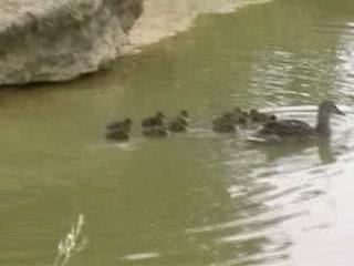 canards du mas des acacias