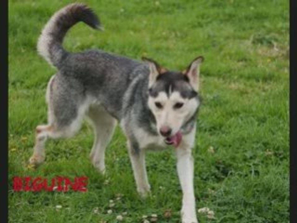 chiens de type nordique à l'adoption dans la région nord