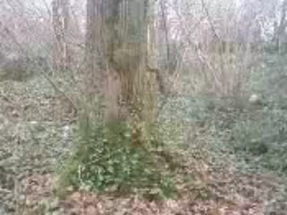 Kristo 3.6 sur arbre