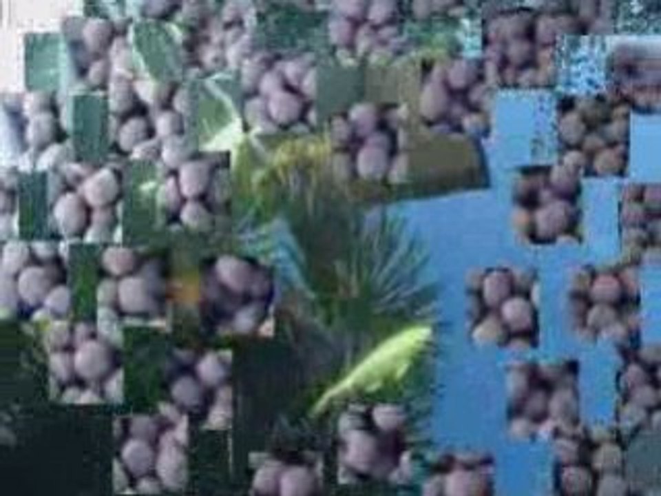 Carpe koi giapponesi di koi-project.com