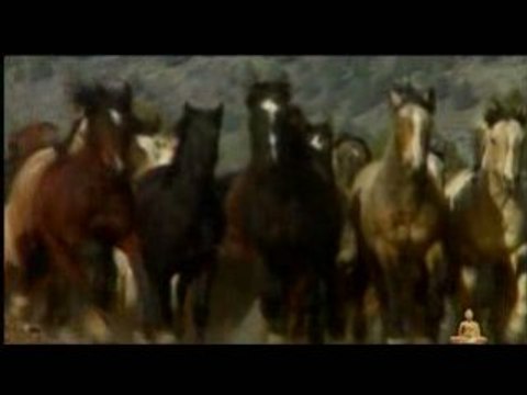 BUDDHA BAR NATURE TRAILER BY ARNO ELIAS