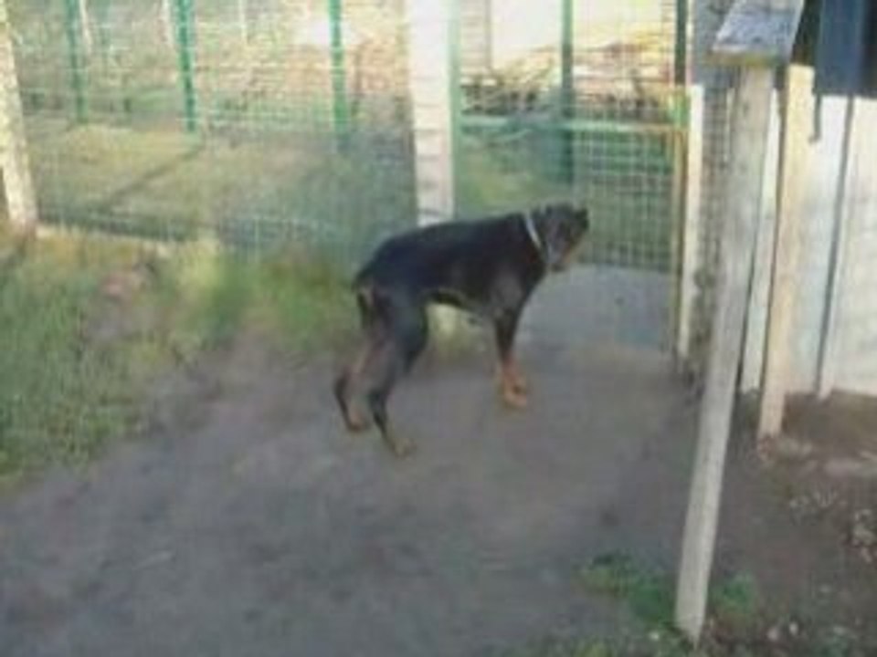 Elite, Doberman