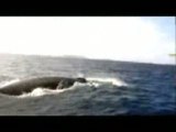 WHALES WATCHING