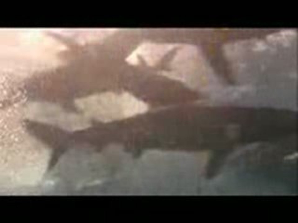 Uepi sharks feeding - jaws