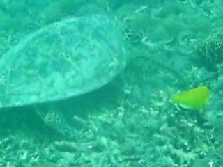 rencontre avec les tortues - gili trawangan