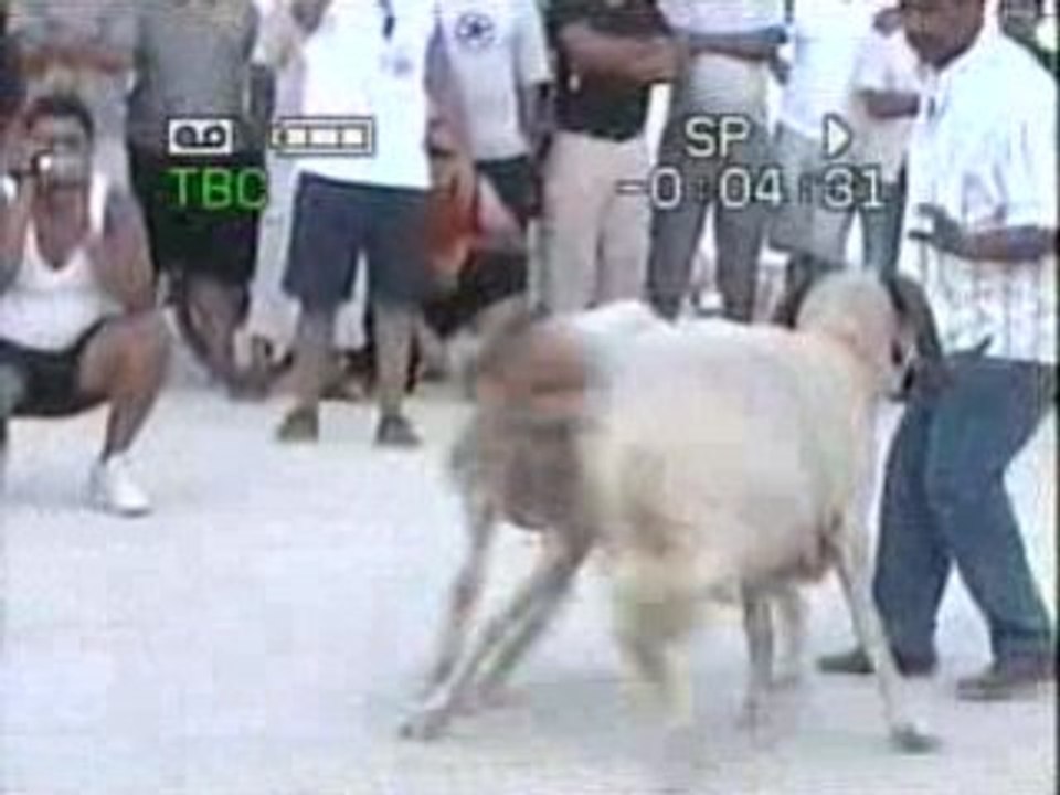 combat mouton  jlag 3