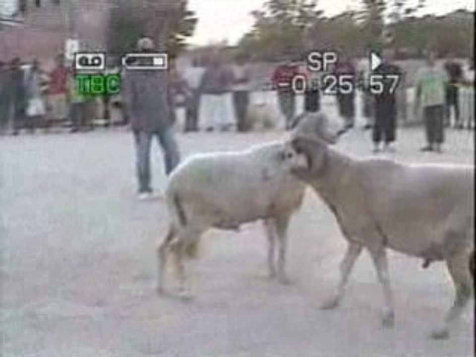 combat mouton jlag  aout 2008