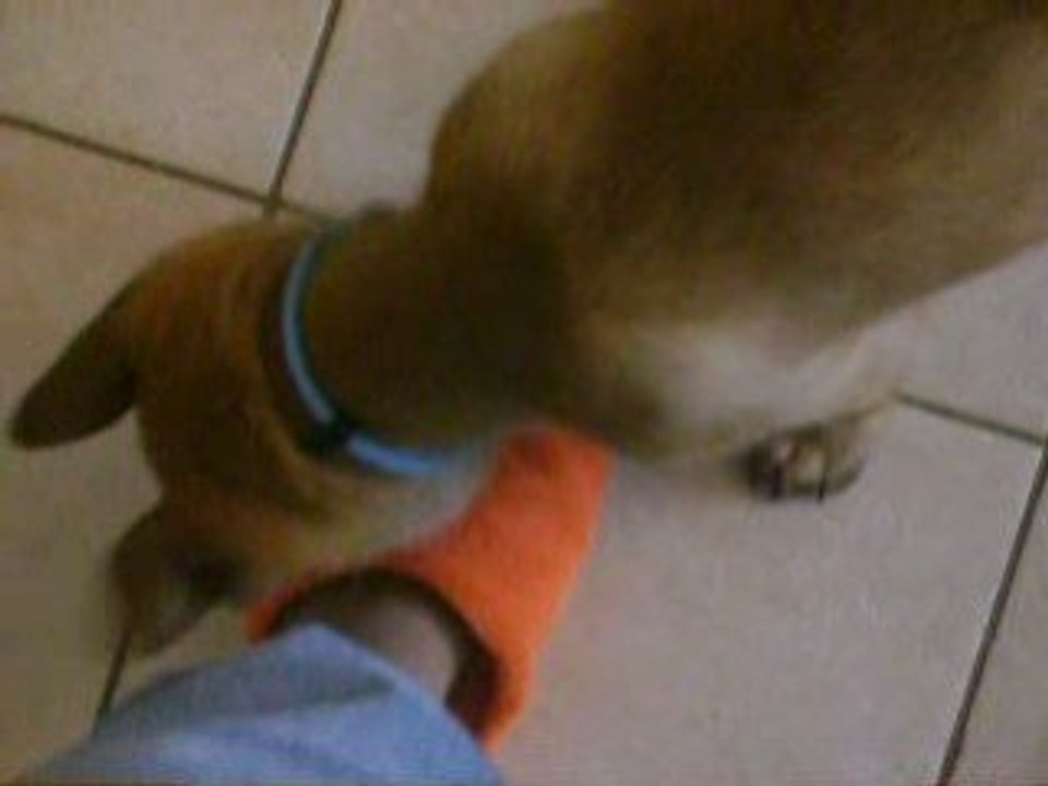 Dodge le 25-10-08 à la maison