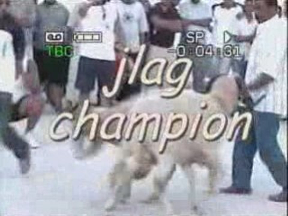 combat mouton jlag clip