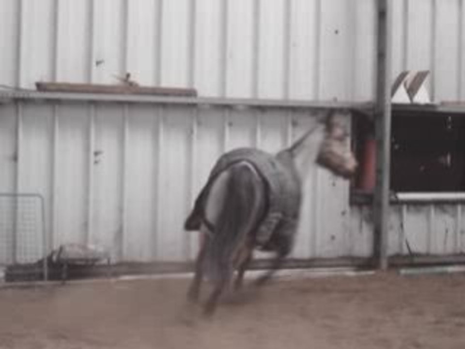 vidéo chevaux après les avoir tondus