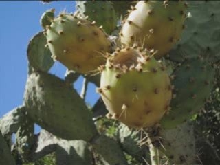 Groupe kabyle "Takana"