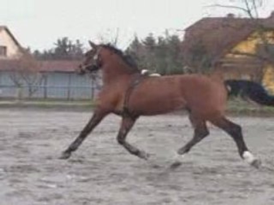 Longe