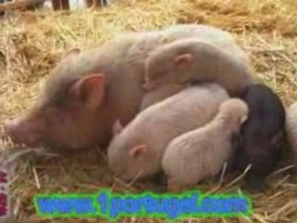 Marche de Noel 2008 - Sartrouville ( 78 )  N.1