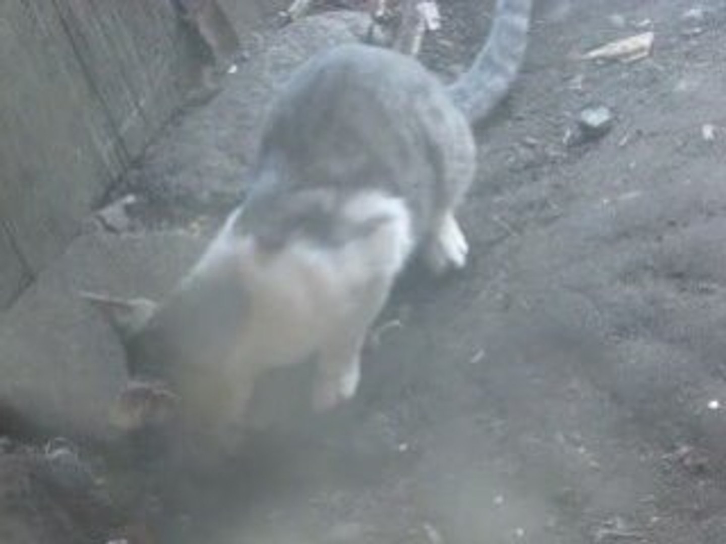 Gato asustado - Vídeo Dailymotion