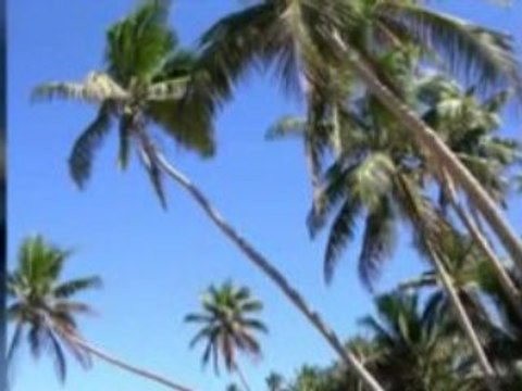 Vacation under the Shade of Palm Trees