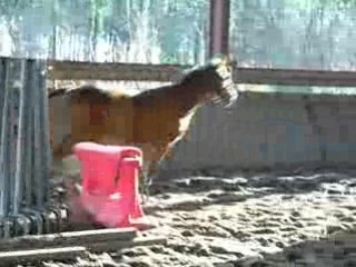 Lord cso en liberté le  14122008 086