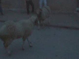 combat mouton 3id 2008 fi el houma(soumranne)