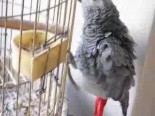 Tamirci Jako Papagan - Dublajlı - www.paylasimdorukta.com