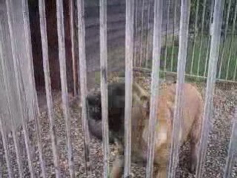 malinois 4 mois anti etranger lol