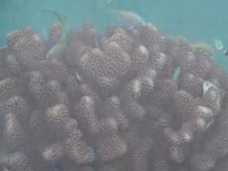 French Polynesia Raiatea