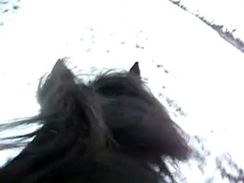 troopneigegalop