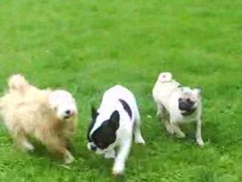 Les chiens qui courent