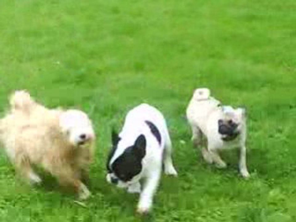 Les chiens qui courent